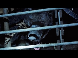 Dierenbescherming - Help ons redden