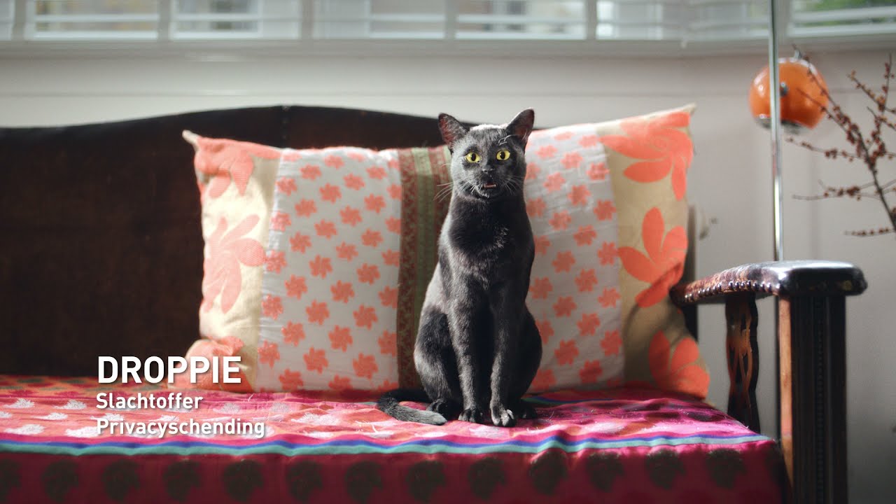 Rijksoverheid: Denk 2x na voor je iets deelt - Kat schrikt zich doodrooster