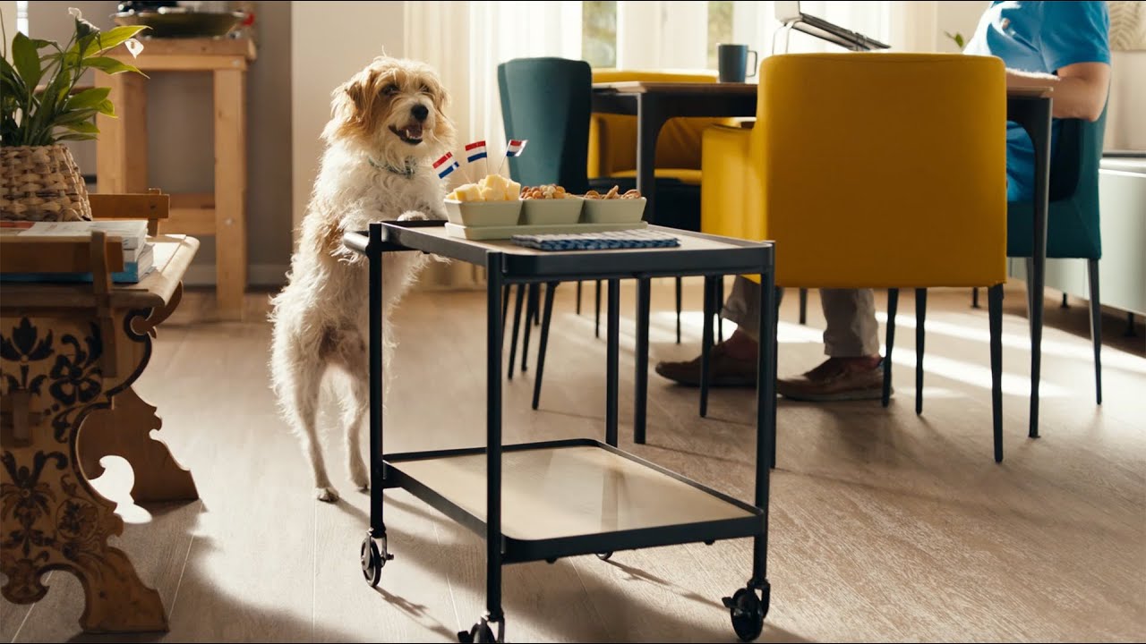 OHRA: Slimme hond, slimme kat