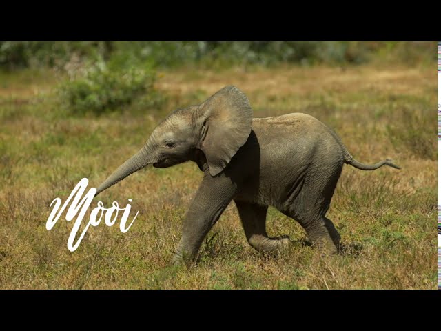 Brood: Ode aan de wereld