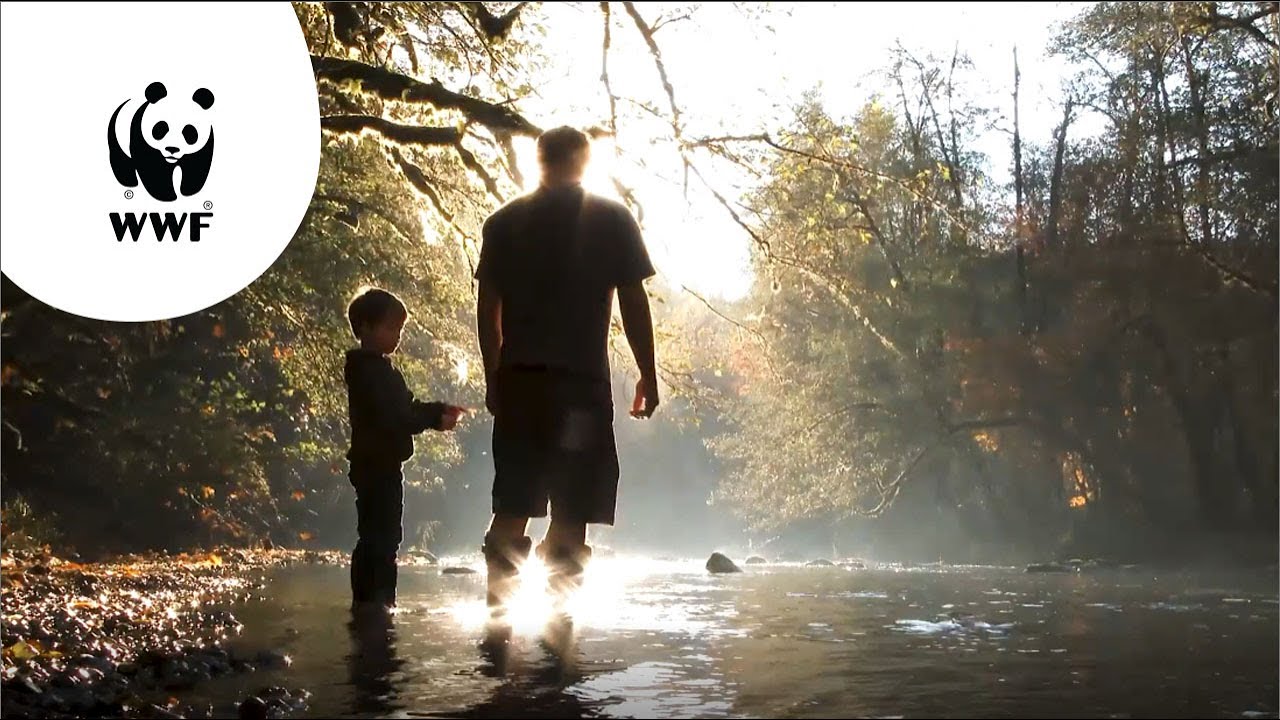 WWF: Biljoen Bomen