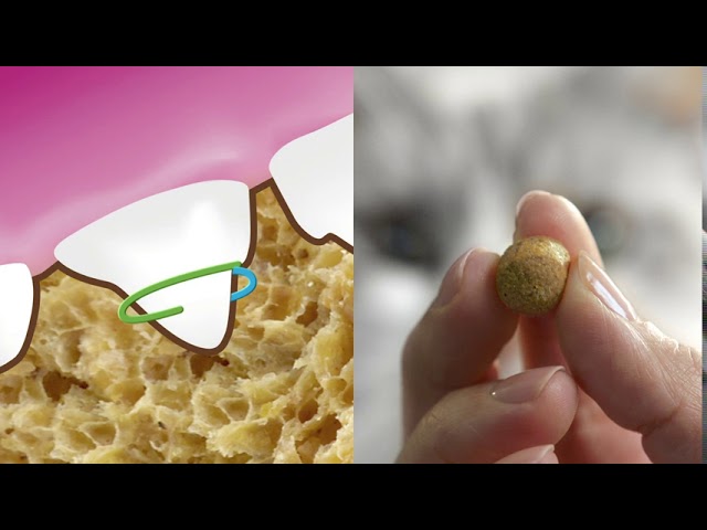 Purina: DentaLife Kat - Makkelijke en Effectieve reiniging